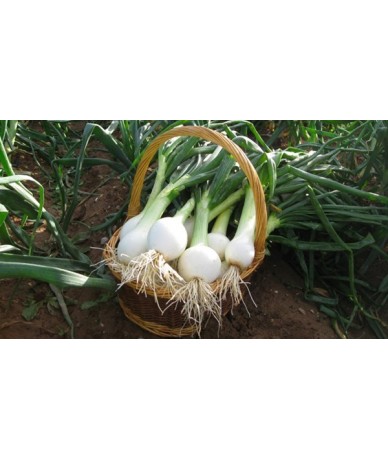 FD24 - 15 Kg. Cebolla Extra campo FD24 - 15 Kg. Cebolla Extra campo