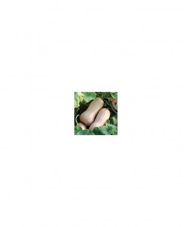 Calabaza Butternut