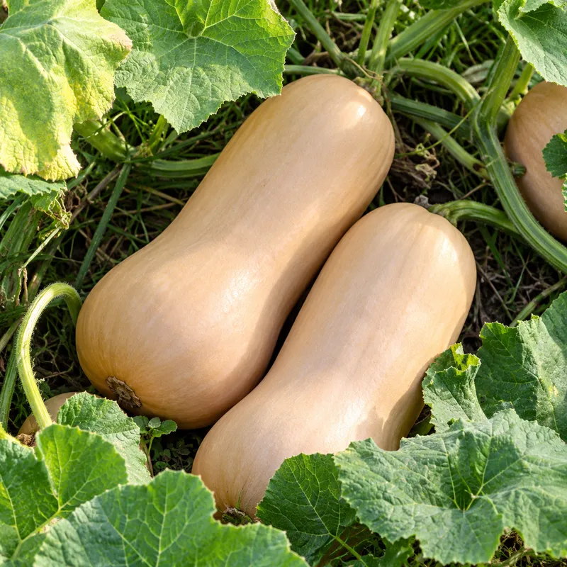 Calabaza Butternut en cajas de 5 a 30 kg