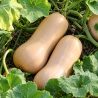 Calabaza Butternut en cajas de 5 a 30 kg